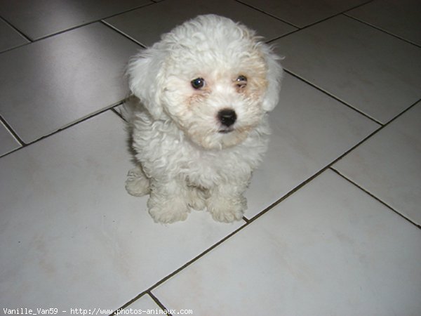 Photo de Bichon  poil fris