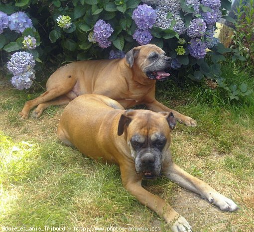 Photo de Boxer