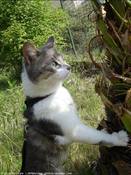 Photo de Chat domestique