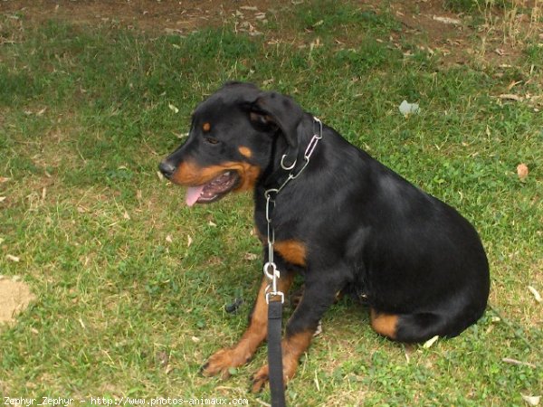 Photo de Rottweiler