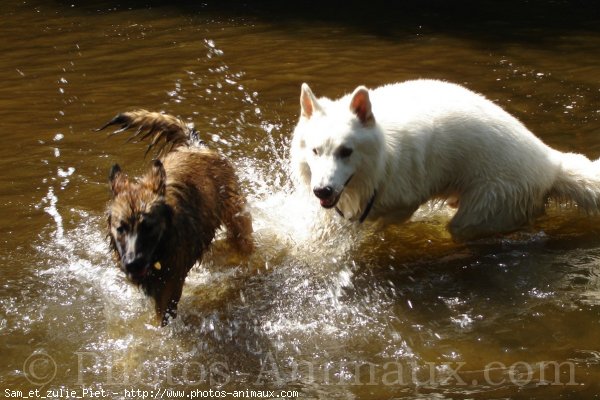 Photo de Races diffrentes