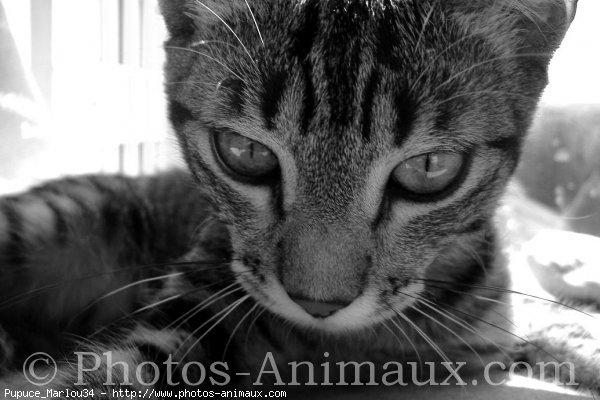 Photo de Chat domestique