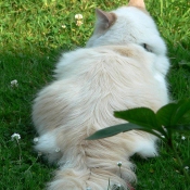 Photo de Ragdoll