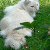 Photo de Ragdoll