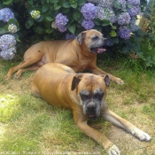 Photo de Boxer