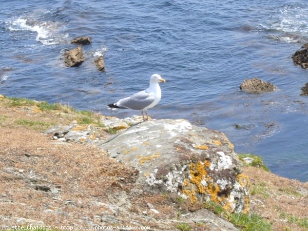 Photo de Mouette