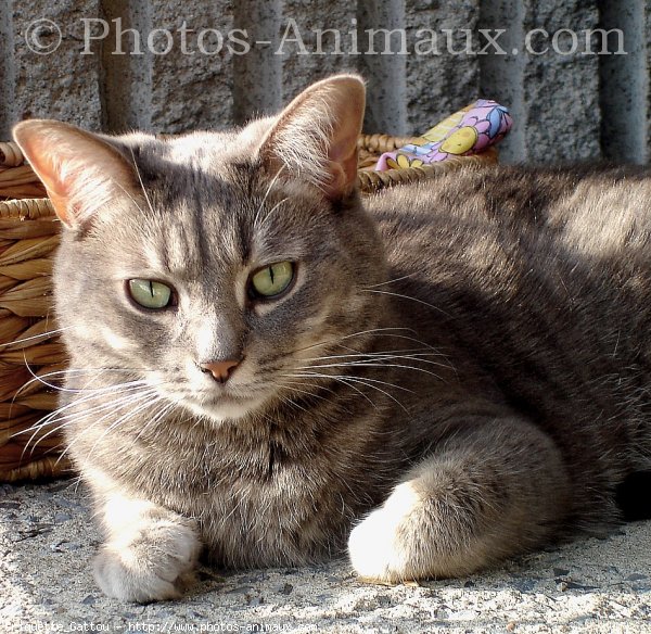 Photo de Chat domestique