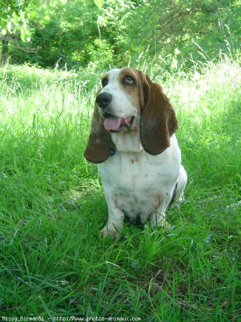 Photo de Basset hound