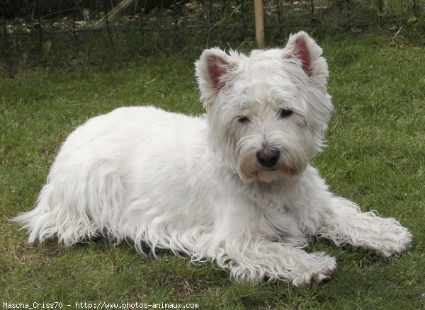 Photo de West highland white terrier