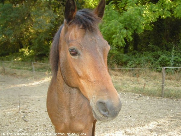 Photo de Races diffrentes