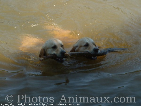 Photo de Golden retriever