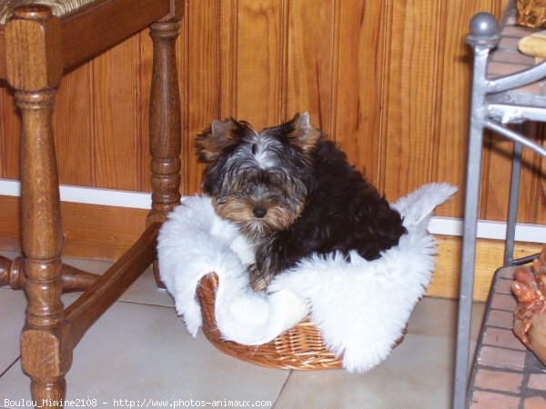 Photo de Yorkshire terrier