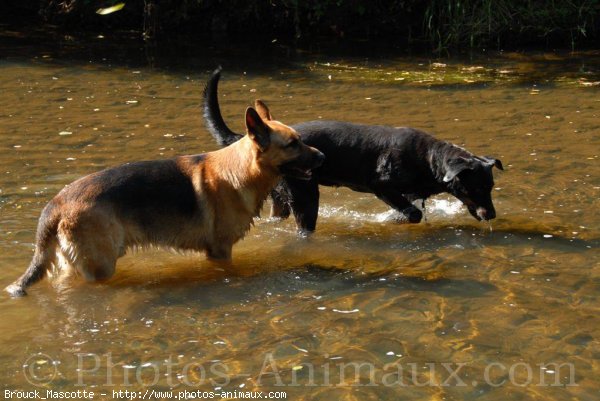 Photo de Berger allemand  poil court