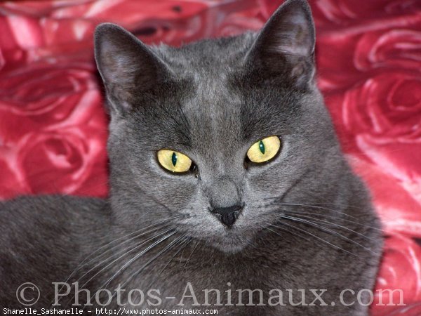 Photo de Chartreux