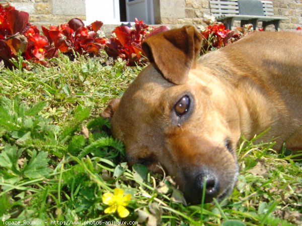 Photo de Pinscher nain