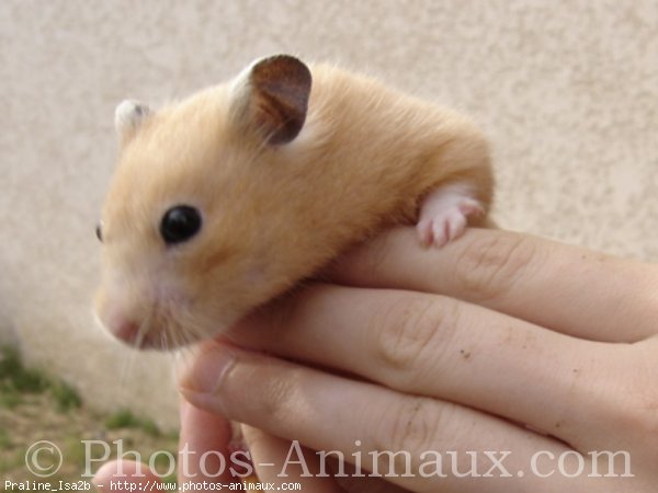 Photo de Hamster