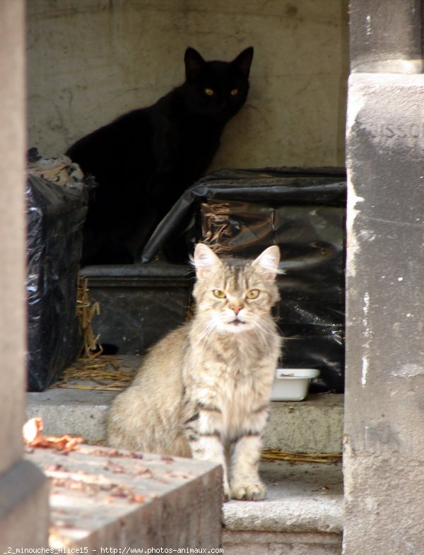 Photo de Chat domestique