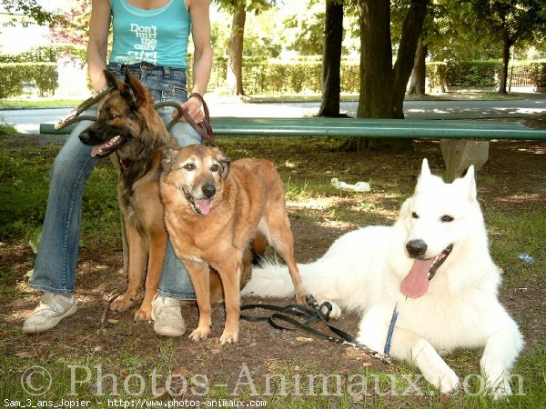 Photo de Berger blanc suisse