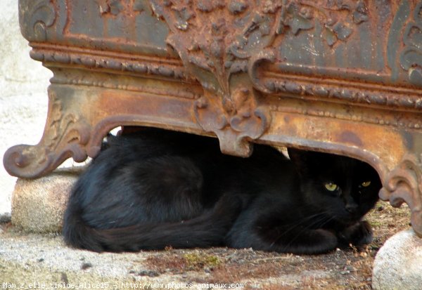 Photo de Chat domestique