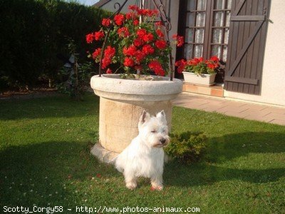 Photo de West highland white terrier