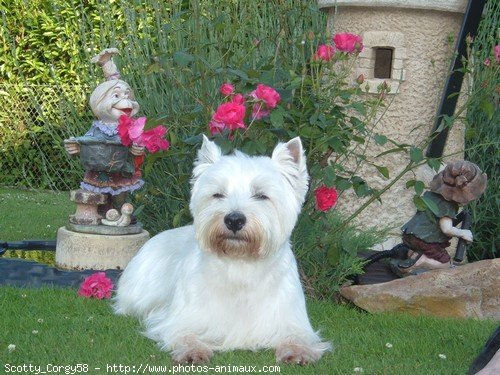 Photo de West highland white terrier