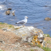 Photo de Mouette