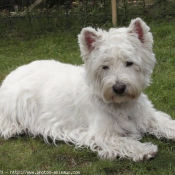 Photo de West highland white terrier