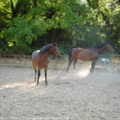 Photo de Races diffrentes