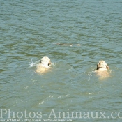 Photo de Golden retriever