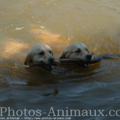 Photo de Golden retriever