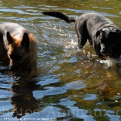 Photo de Berger allemand  poil court