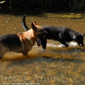 Photo de Berger allemand  poil court