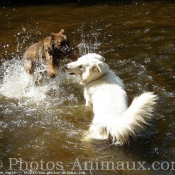 Photo de Berger blanc suisse