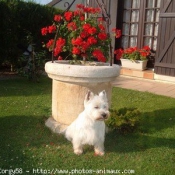 Photo de West highland white terrier