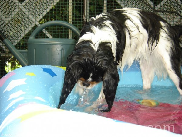 Photo de Cavalier king charles spaniel