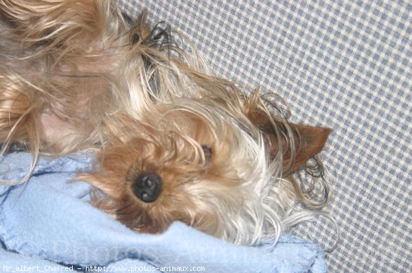 Photo de Yorkshire terrier