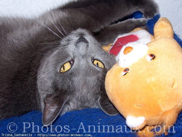 Photo de Chartreux