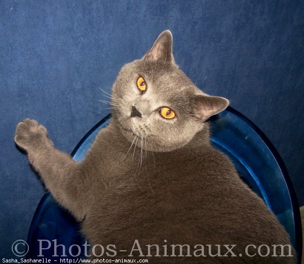 Photo de Chartreux