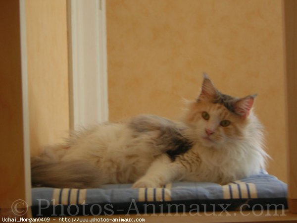 Photo de Maine coon