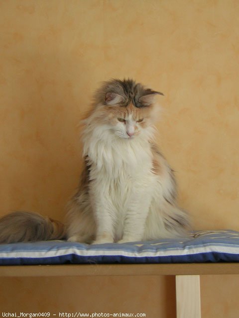 Photo de Maine coon