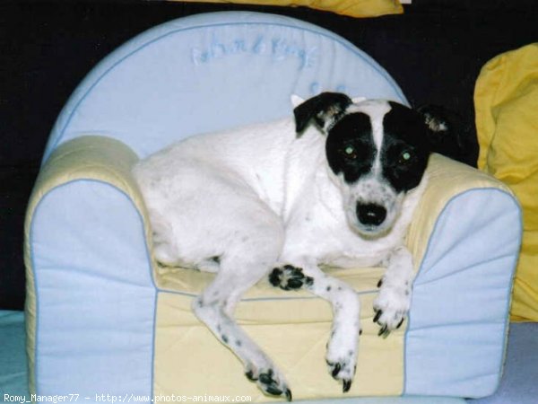 Photo de Parson russell terrier