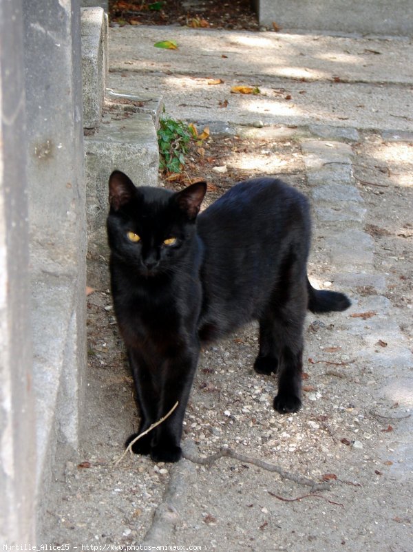 Photo de Chat domestique