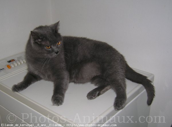 Photo de Chartreux