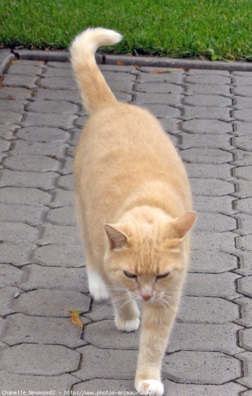 Photo de Chat domestique