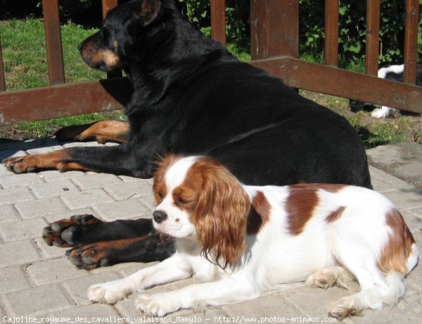 Photo de Cavalier king charles spaniel