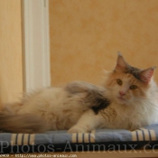 Photo de Maine coon