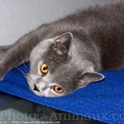 Photo de Chartreux