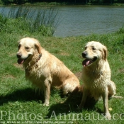 Photo de Golden retriever