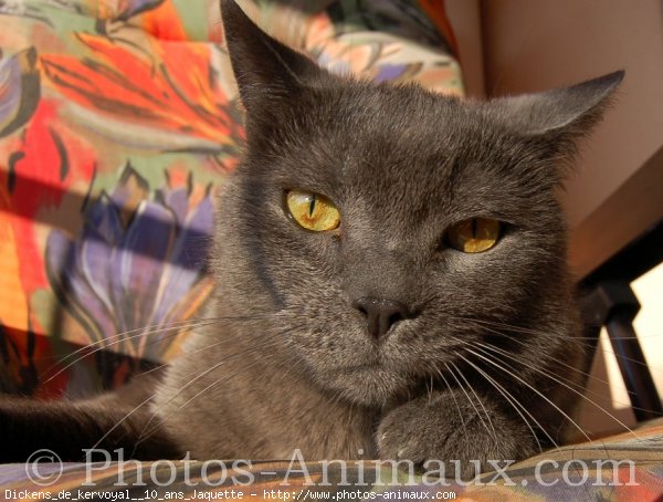 Photo de Chartreux