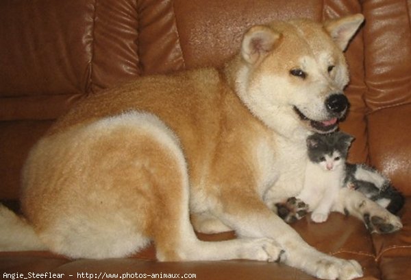 Photo d'Akita inu